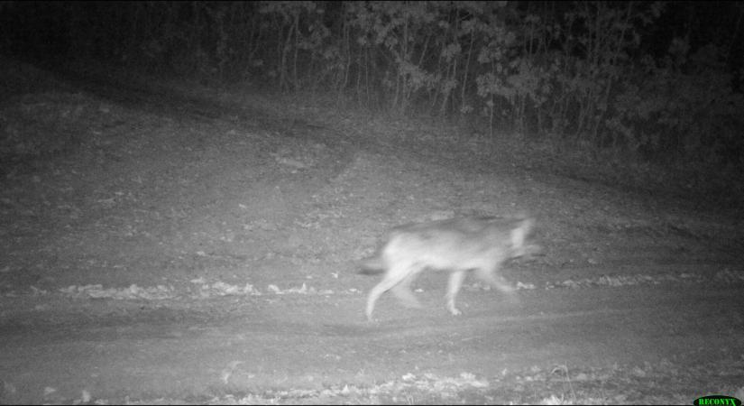 Így áll a nyomozás a Borsodban kilőtt svájci farkas ügyében