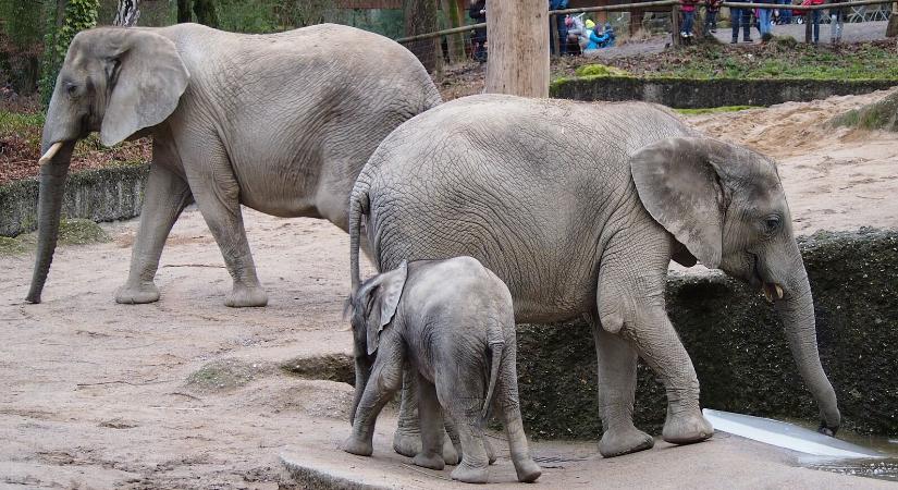 Az állatkerti elefántok kedvelik a látogatókat
