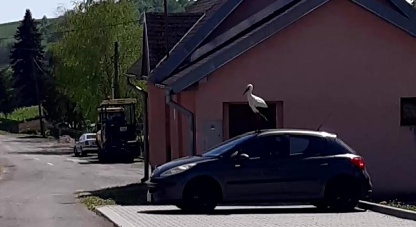 Autókra támad a felsőcsernyei terror-gólya