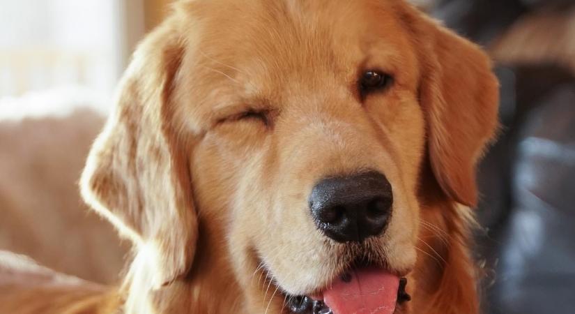 Évi egymillió dollárt keres a világ legsikeresebb kutyája, Tucker, a golden retriever