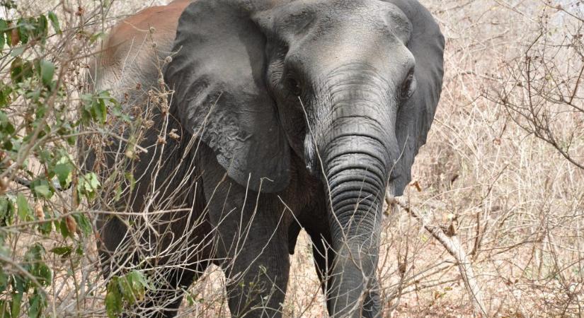 Szomjas elefántok öltek embereket Kamerunban