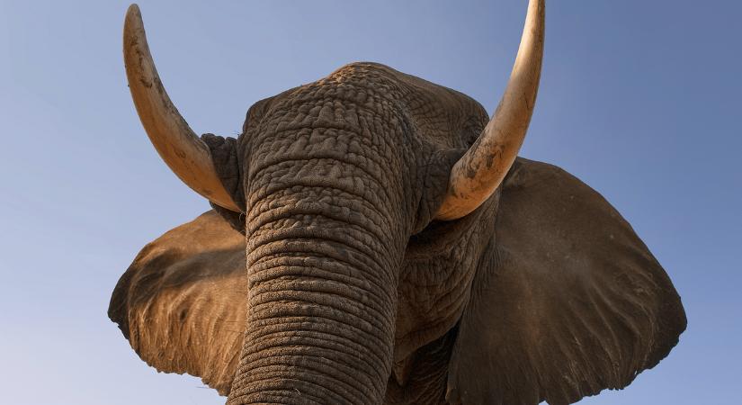 Szomjas elefántok tapostak halálra két embert Kamerunban