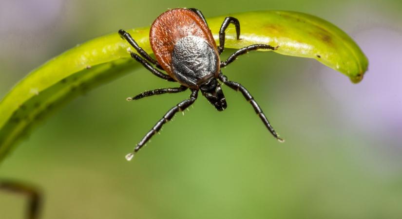 Ezeket mindenképpen tudnod kell a Lyme-kórról: légy biztonságban a természetben is