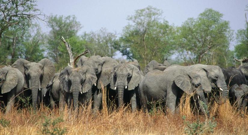 Szomjas elefántcsorda tört be egy kameruni városba