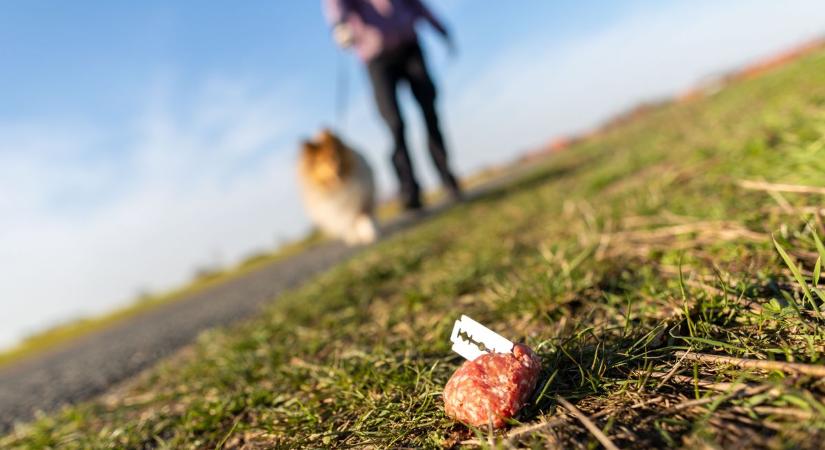 Életveszélyes csalikra bukkantak a kutyát sétáltatók Komlón