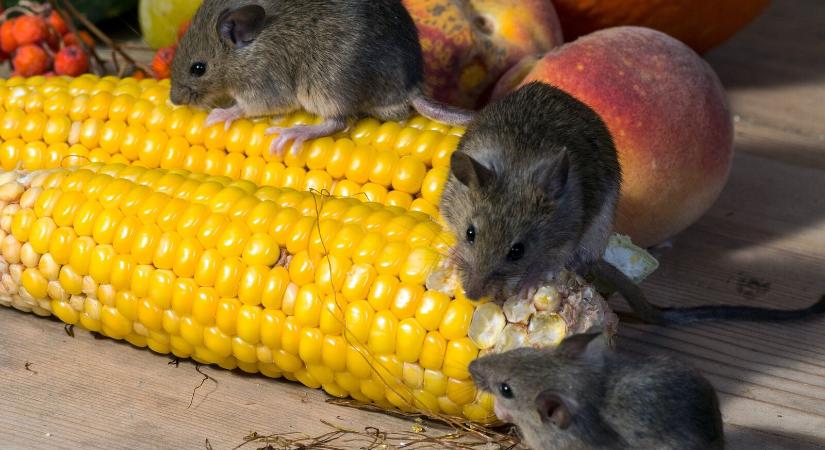 Illatokkal védték meg a termést az egerektől