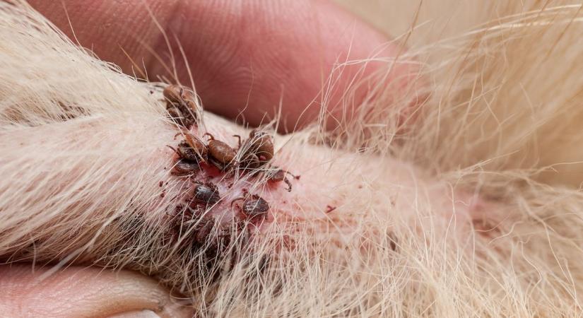 Fontos tévhiteket oszlatott el a tatabányai állatorvos a kullancsokkal kapcsolatban