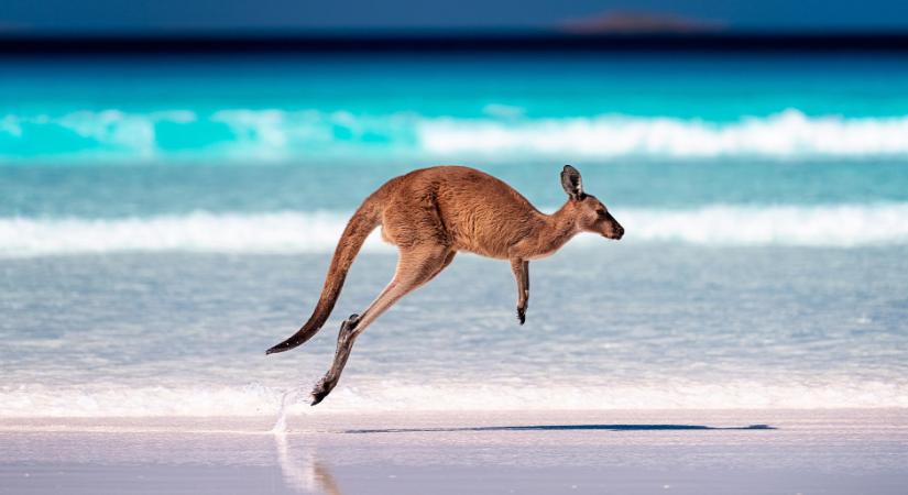 A világ legjobb strandján kengurukkal kell osztozni a hófehér homokon - képek