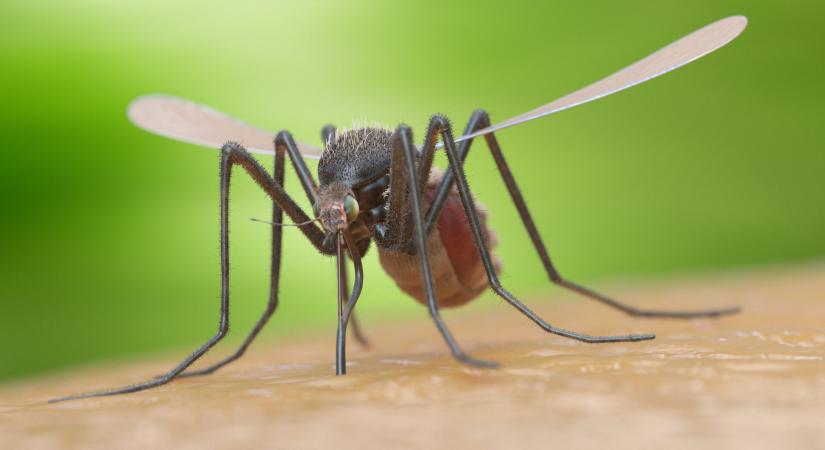 Több oldalú, tudományos fegyvert vetettek be a szúnyogok ellen