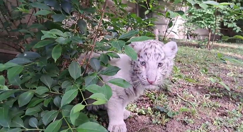 Fehér bengáli tigriskölyök érkezett a Marosvásárhelyi Állatkertbe