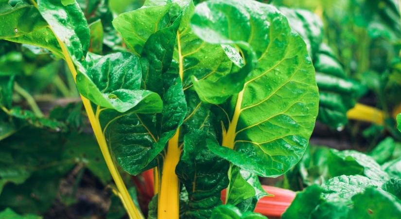 Elpusztíthatatlan zöldségek a kertbe: ezek még a legdurvább forróságot is túlélik