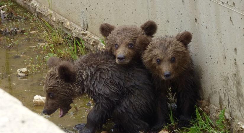 Anyjuk szeme láttára mentettek ki medvebocsokat egy öntözőcsatornából  Képek