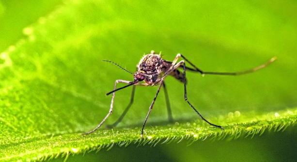 Tételes tájékoztató a szúnyoggyérítésről