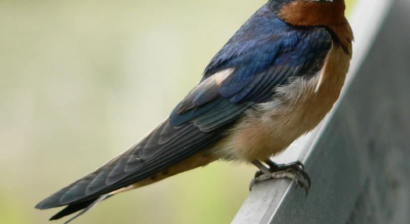 Indul a Fecskeles, a legújabb lakossági madárszámlálási akció
