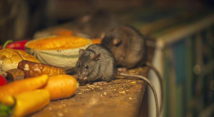 A tapasztalt háztulajdonosok tudják: így kell elűzni az egereket anélkül, hogy megölnénk őket