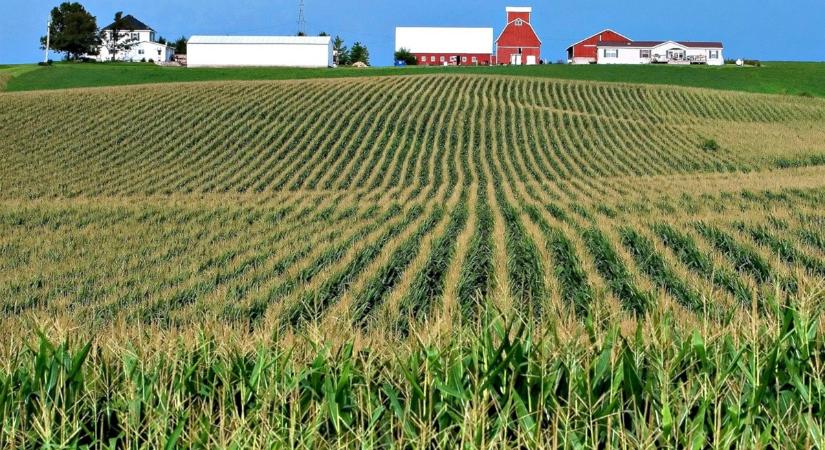 Nem kukoricáznak: bajban az USA génmódosított kukoricára épülő biznisze
