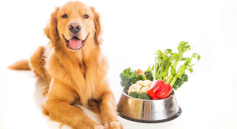 A rostok jelentősége kutyáink táplálásában