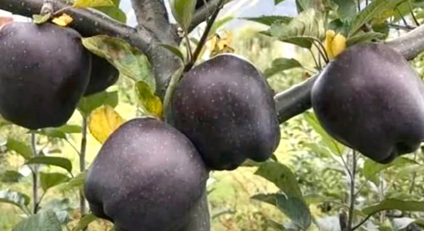 Fekete alma valóban létezik, nem is bonyolult termeszteni, de egy különleges körülmény kell hozzá