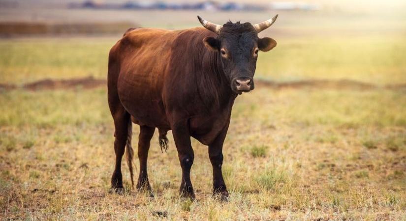 Olasz exportra hízlalták a bikákat Szakcson