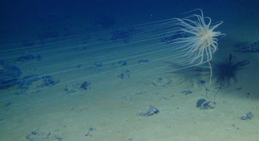 5000 új fajt találtak, de hamarosan kiirtja őket a mélytengeri bányászat