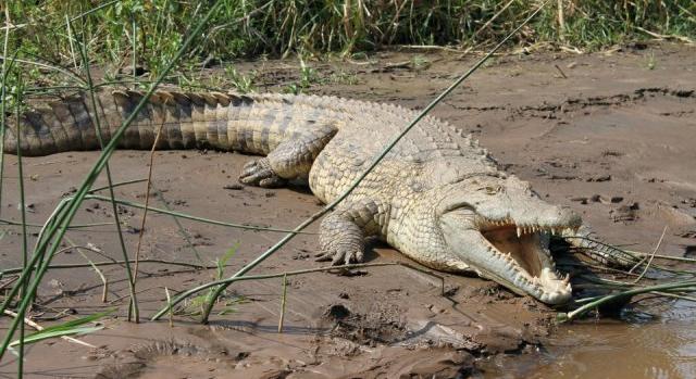 Cafatokra tépték a krokodiltenyésztők egyesületének elnökét a krokodilok