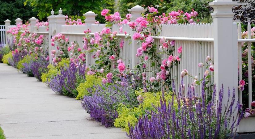 Apró virágok, amik a kerítés mellett jól mutatnak