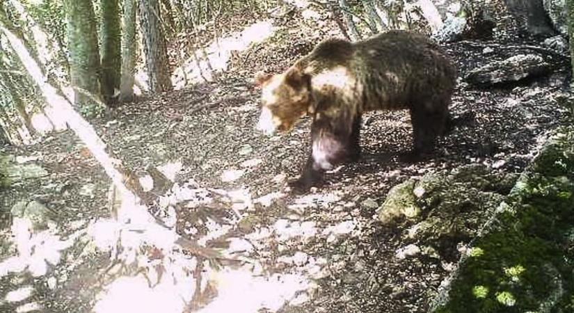 Újabb egy hónapig életben maradhat a trentinói futót szétmarcangoló medve