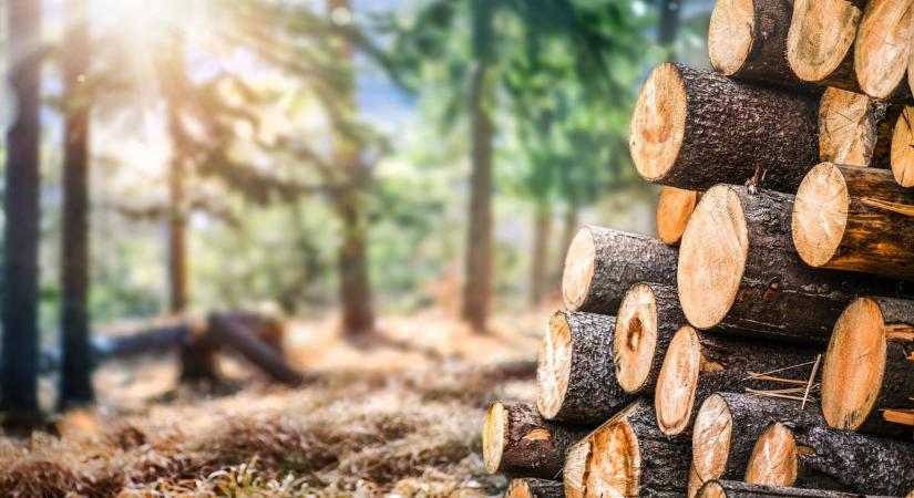 300 ezres erdővédelmi bírságot és eltiltást kapott egy pétervásárai vállalkozó