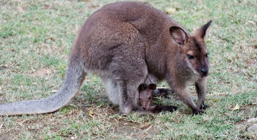 Új hasonlat vonult be a köztudatba: cuki, mint a tiszaderzsi kenguru