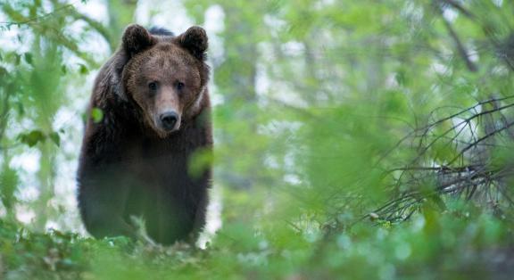 Medve volt az első látogató a Csíksomlyói zarándoklaton
