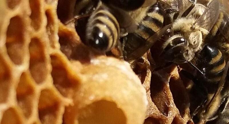 Szúnyogokban mutatták ki a méhekre veszélyes vírust