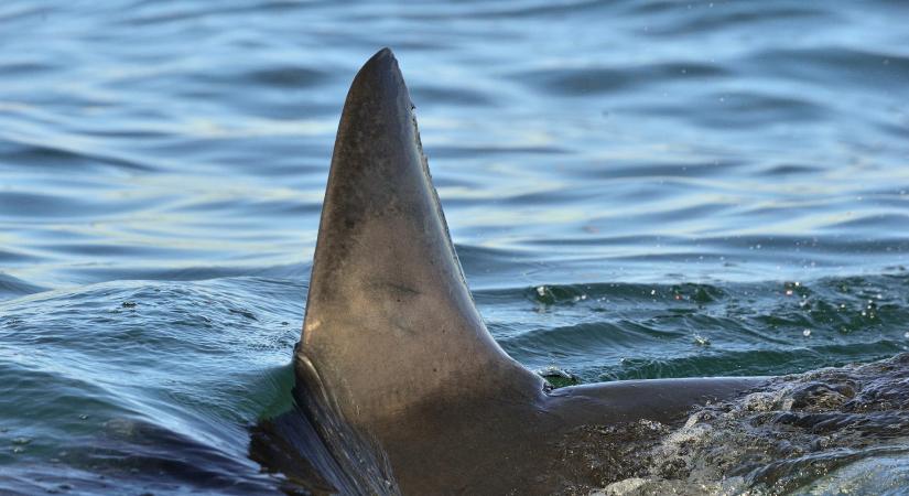 Újabb halálos kimenetelű cápatámadás történt Új-Kaledóniában