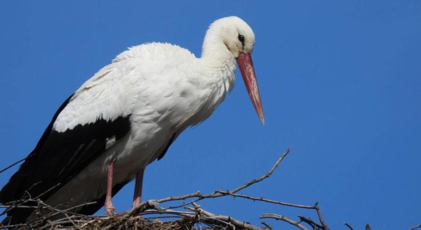 Egy gólya terrorizál Felsőcsernyén, rettegnek a helyiek - videó