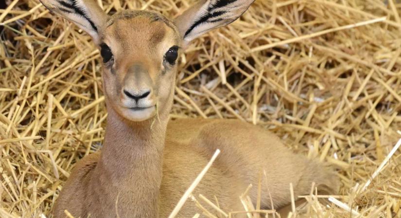 A vadonban már kihalt mhorr gazella született a budapesti állatkertben
