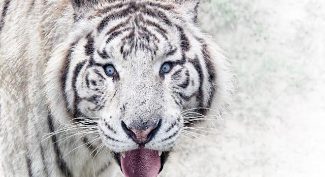 1975-től napjainkig egyetlen ugrással – fehér tigrisen