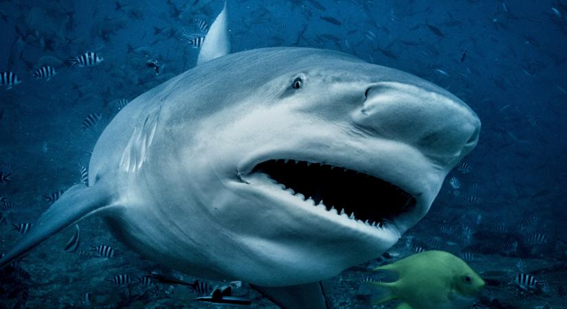Újabb halálos kimenetelű cápatámadás történt Új-Kaledóniában