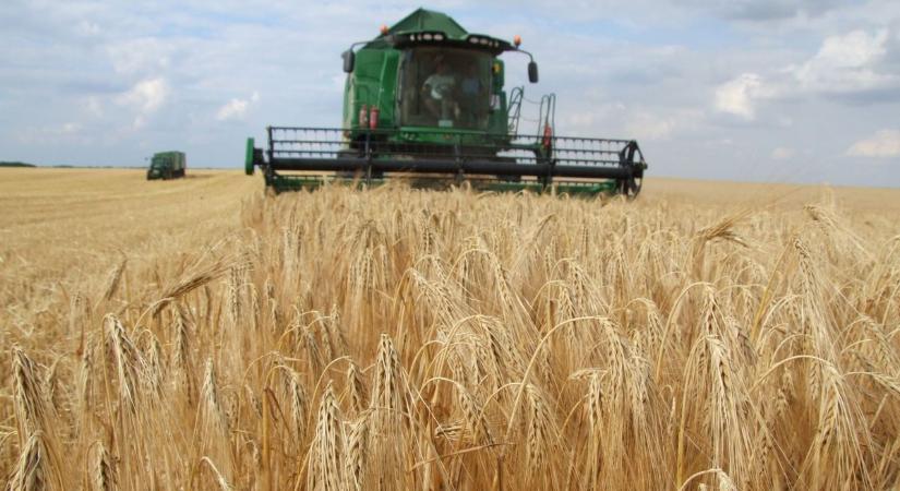 Tarolhatnak a gabonabetegségek: a gazdálkodók költségeinek megtérülése is bizonytalan