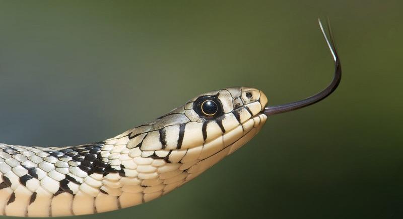 Meglepetés: kígyót találtak a kanapén