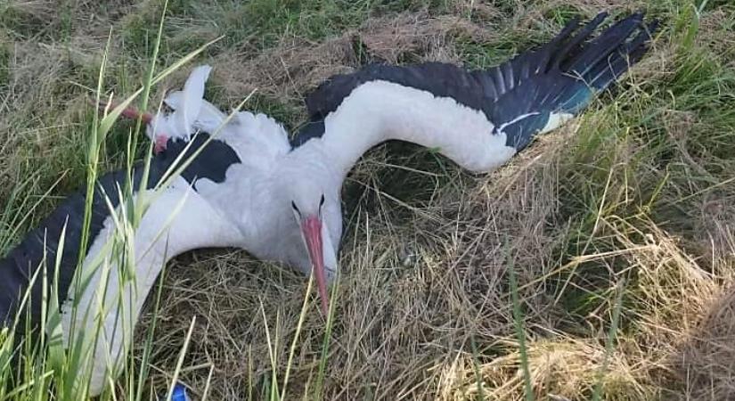 Elütött gólyán segítettek a püspökladányi mentők, a Hortobágyi Madárkórházba szállították