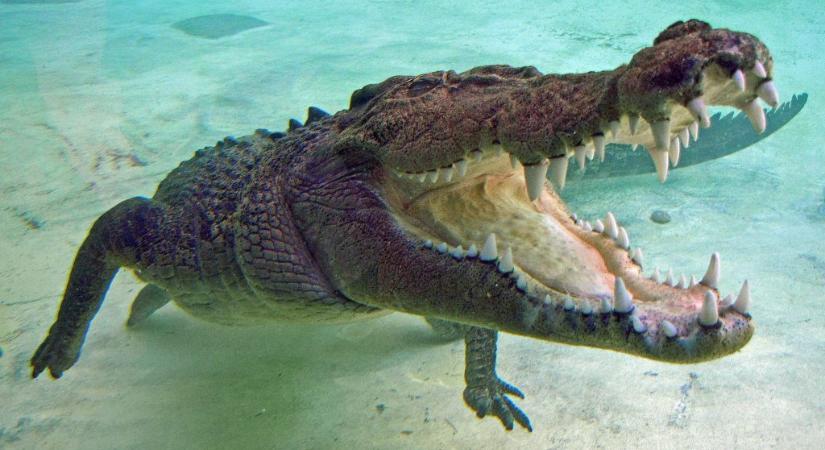 Szétfeszítette a rátámadó krokodil száját