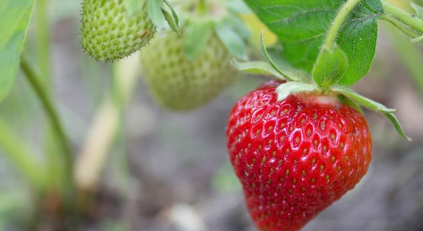 Egy japán termelő 12,5 kg epret termeszt négyzetméterenként az emelőrendszere révén
