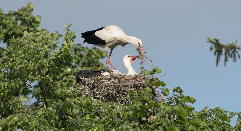 Katymári fehér gólya fára épített fészket Horvátországban