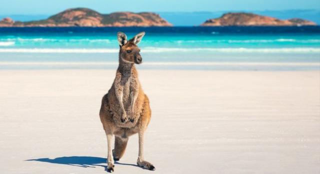 A világ legjobb strandján kenguruk ugrálnak a fehér homokban
