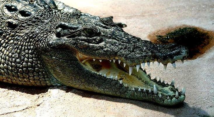 Ráharapott egy sznorkelező fejére egy krokodil Ausztráliában