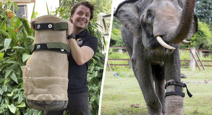 Műlábbal tud újra teljes életet élni egy mentett elefánt
