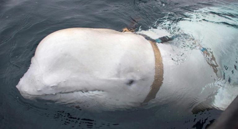 Újra felbukkant Svédország partjainál Hvaldimir, az orosz kémként emlegetett beluga