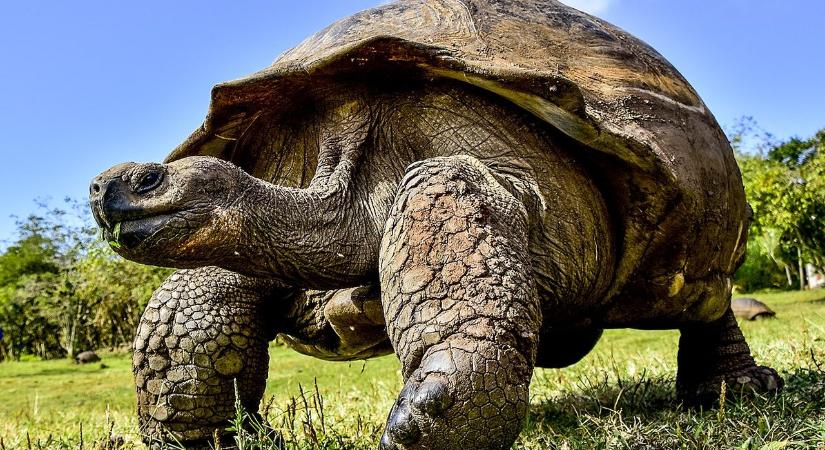 Mesterséges intelligenciával a veszélyeztetett teknősökért