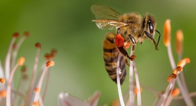 Szegeden vizsgálják a városi méhlegelők környezeti hatásait