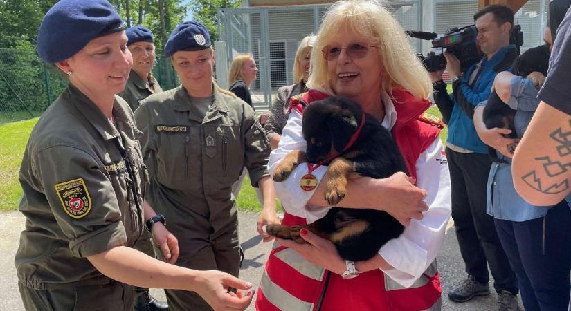 Kutyákat fogadtak örökbe - Növelni szeretnék a nők arányát a hadseregben