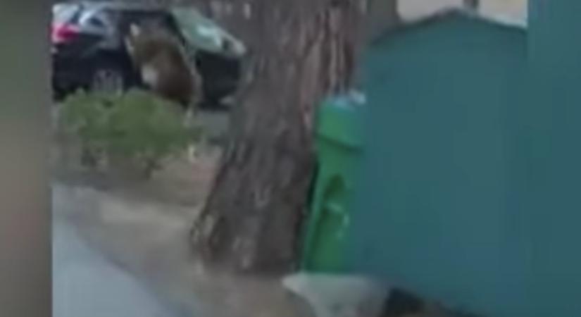 Medve szorult egy kocsiba Nevadában, egy kötéllel szabadították ki
